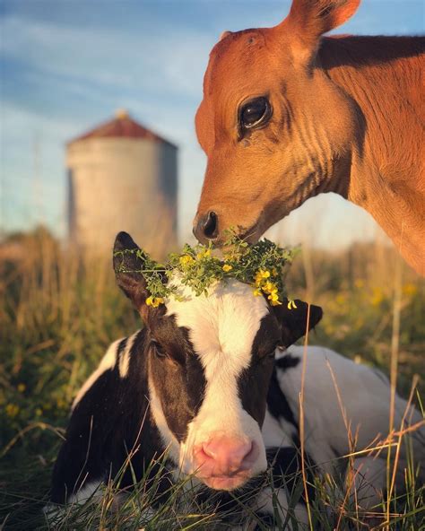 cute cow pictures